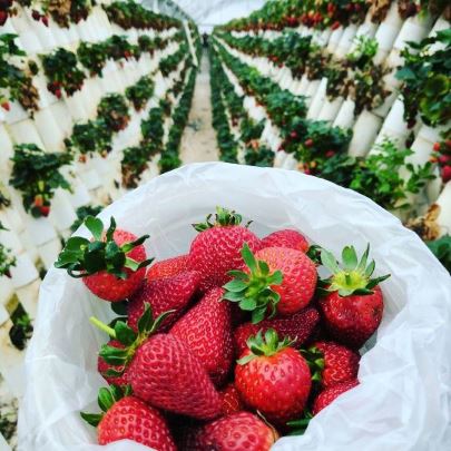 Strawberry Picking, Ricardoes