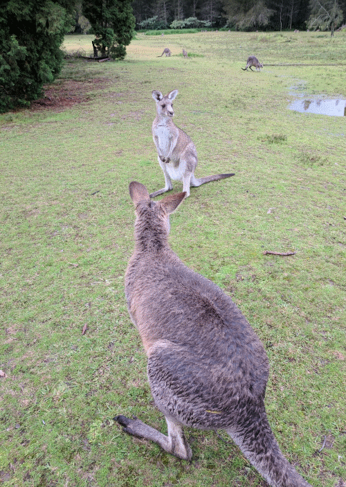 Morriset Park, Kangaroos